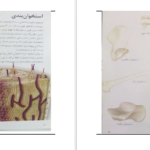 دانلود کتاب یوگا و آناتومی ری لانگ PDF