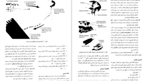دانلود کتاب فیزیولوژی فعالیت بدنی و ورزش دکتر حجت اله نیکبخت PDF