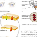 دانلود کتاب زیست شناسی سلولی،مولکولی و مهندسی ژنتیک مجید مهدوی PDF