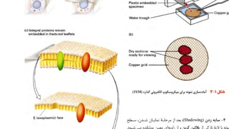 دانلود کتاب زیست شناسی سلولی،مولکولی و مهندسی ژنتیک مجید مهدوی PDF