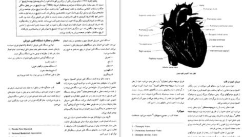 دانلود کتاب فیزیولوژی فعالیت بدنی و ورزش دکتر حجت اله نیکبخت PDF