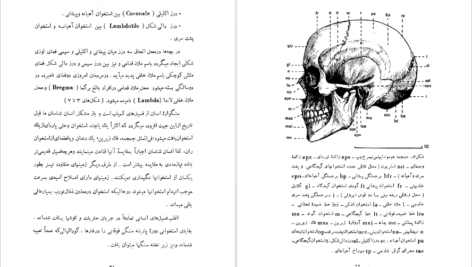 دانلود کتاب سنگواره های انسان عصر حجر دکتر روبر ژولین PDF
