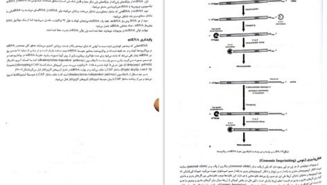 دانلود کتاب ژنتیک از کلاسیک تا ژنومیک دکتر اکرمی PDF