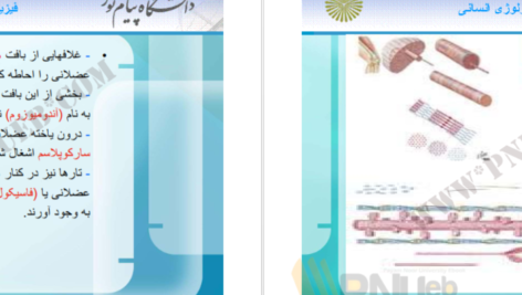 دانلود جزوه فیزیولوژی انسانی دکترمحمد رضا اسد PDF
