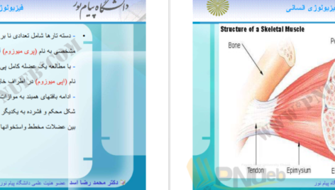 دانلود جزوه فیزیولوژی انسانی دکترمحمد رضا اسد PDF