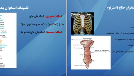 دانلود کتاب اناتومی استخوان شناسی مرتضی بهرامی نژاد PDF